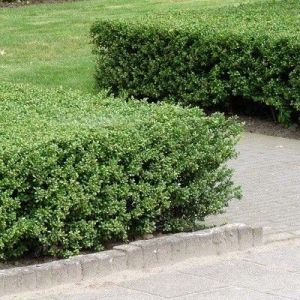 25 x Ilex crenata 'Green Hedge' 60-100cm