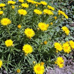 Inula ensifolia - Alant