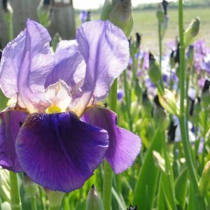 Iris germanica Alcazar - Baardiris