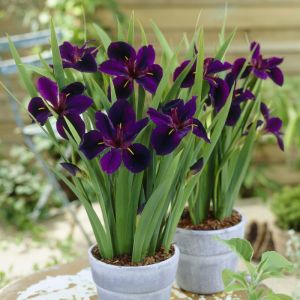 Iris louisiana 'Black Gamecock' - Zwarte Iris