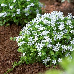 Isotoma fluviatilis - Laurentia
