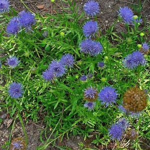 Jasione laevis 'Blaulicht' - Zandblauwtje