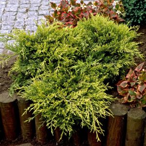 Juniperus media 'Old Gold' - Jeneverbes
