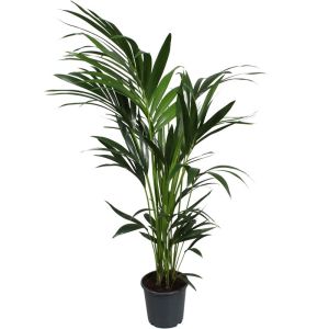 Kentia Palm - Howea Forsteriana  ↕ 150cm