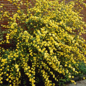 Kerria japonica 'Pleniflora' - Ranonkelstruik