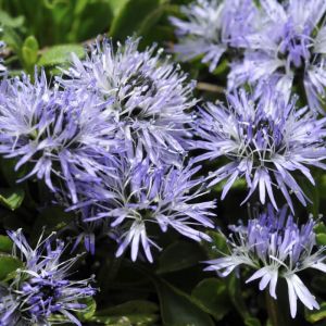 Globularia punctata - Kogelbloem