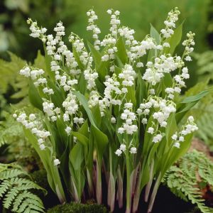 Convallaria majalis - Lelietje-der-dalen