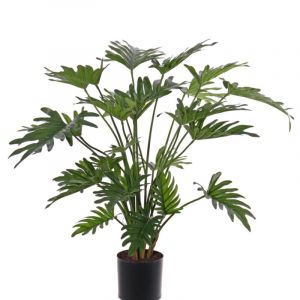 Philodendron selloum ↕ 75cm 