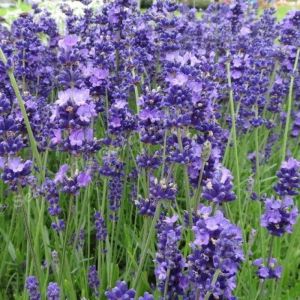 Lavandula angustifolia 'Brabants Lust' - Lavendel