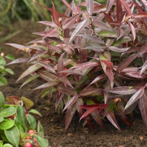Leucothoe 'Burning Love' - Druifheide