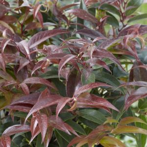 Leucothoe keiskei 'Royal Ruby' - Druifheide