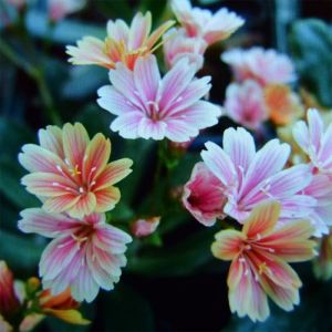 Lewisia cotyledon 'Rainbow' - Bitterkruid