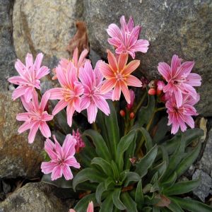Lewisia 'Little Plum' - Bitterkruid