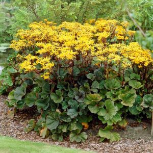 Ligularia dentata 'Othello' - Kruiskruid