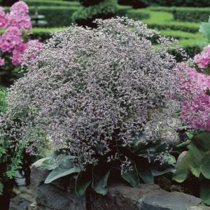 Limonium latifolium - Lamsoor
