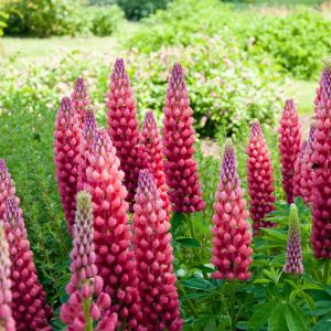 Lupinus 'Gallery red'