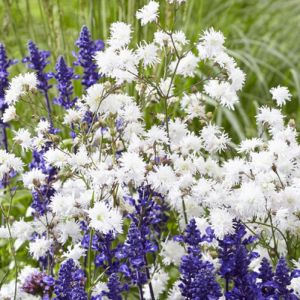 Lychnis flos-cuculi Petit Henri - Koekoeksbloem