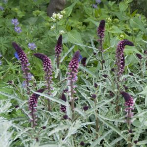Lysimachia atropurpurea - Wederik