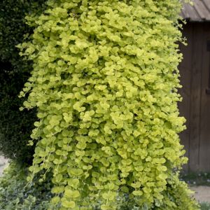 Lysimachia nummularia ‘Aurea’ - Penningkruid