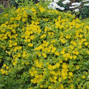 Lysimachia nummularia - Penningkruid