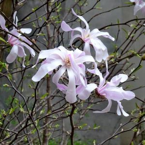 Magnolia 'Stellata' op Stam - Stermagnolia