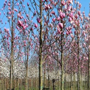 Magnolia 'Soulangeana' op Stam - Beverboom