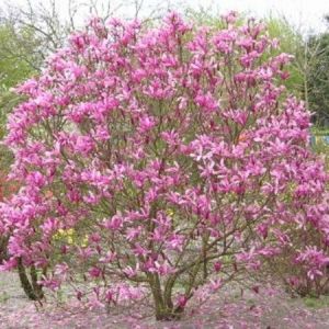 Magnolia 'Susan' - Beverboom