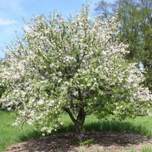 Malus domestica 'Royal Beauty' op stam - Treursierappel