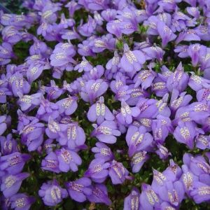 Mazus reptans - Mazus