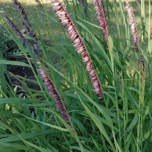 Melica altissima 'Atropurpurea' - Parelgras