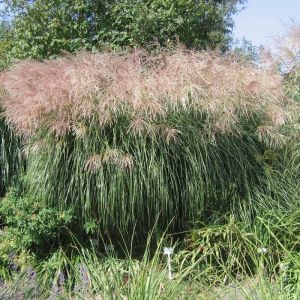Miscanthus sinensis 'Graziella' - Prachtriet