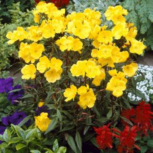 Oenothera fruticosa  'Fyrverkeri' - Teunisbloem