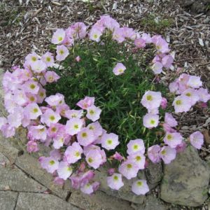 Oenothera speciosa 'Siskiyou' - Teunisbloem