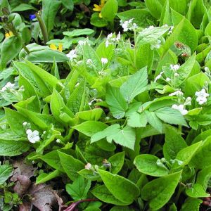 Omphalodes verna 'Alba' - Amerikaans vergeet-mij-nietje