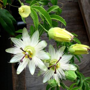Passiflora caerulea 'Constance Elliotte' - Witte Passiebloem