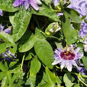 Passiflora 'Purple Haze' - Passiebloem