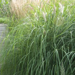 Pennisetum alopecuroides 'Japonicum' - Lampenpoetsersgras
