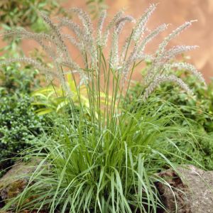 Pennisetum orientale 'Tall Tails' - Lampenpoetsersgras