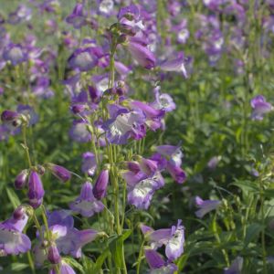Penstemon 'Alice Hindley' - Slangekop