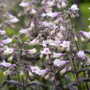 Penstemon 'Dark Towers' - Slangekop