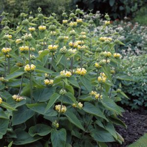 Phlomis russeliana - Brandkruid