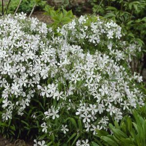 Phlox divaricata 'White Perfume' - Voorjaarsvlambloem