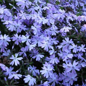 Phlox subulata 'Fabulous Blue Violet' - Kruipphlox