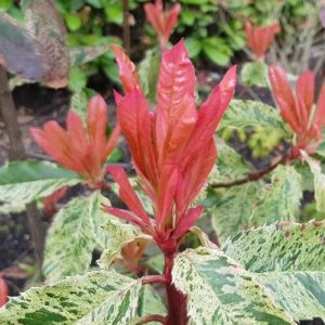 Photinia serratifolia 'Pink Crispy' - Glansmispel 