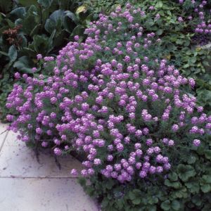 Phuopsis stylosa - Kruisjesplant