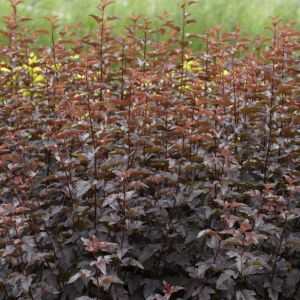 Physocarpus opulifolius 'Lady in Red' - Blaasspirea