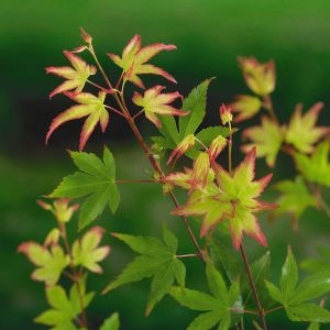Acer palmatum 'Little Princess' - Japanse Esdoorn