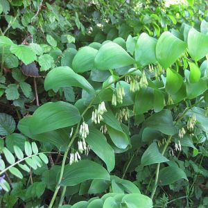 Polygonatum multiflorum - Salomonszegel