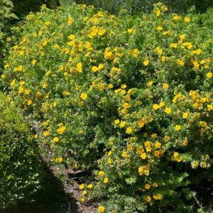 Potentilla fruticosa 'Goldfinger' - Struikganzerik