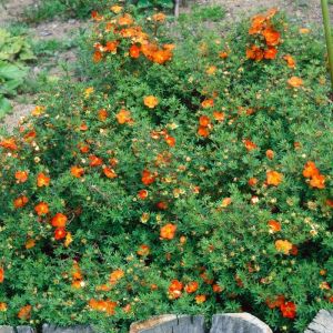 Potentilla fruticosa 'Red Ace' - Struikganzerik